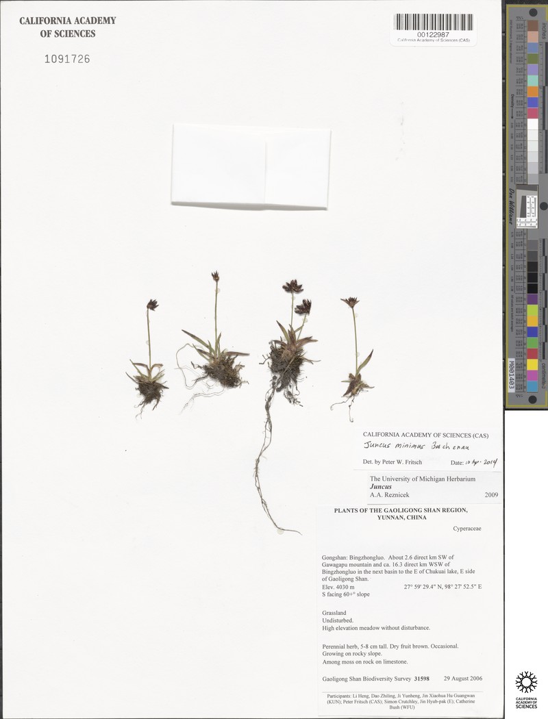 Juncus minimus photo 4