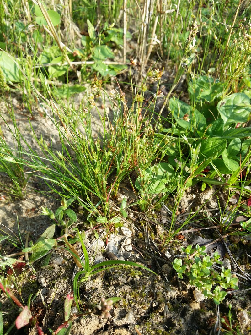 Juncus minimus