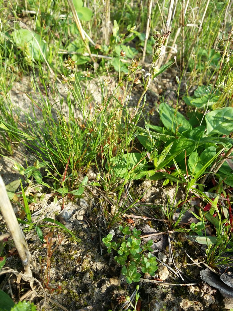 Juncus minimus photo 5