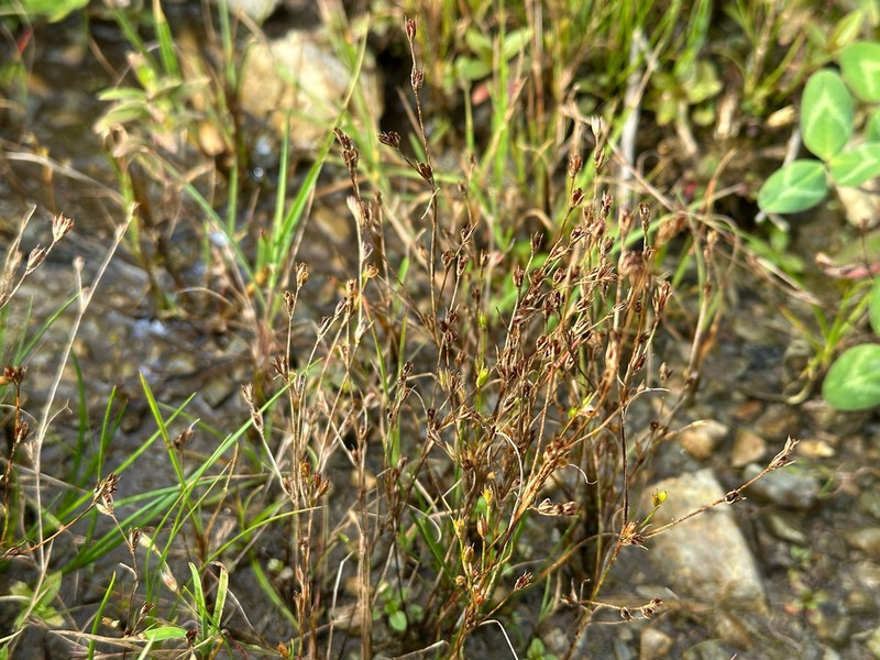 Juncus minutulus
