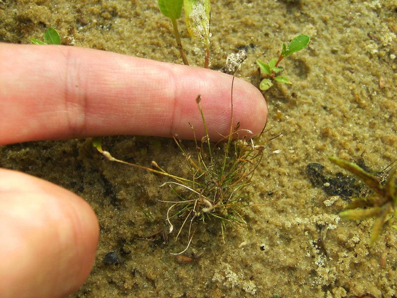 Juncus minutulus photo 2