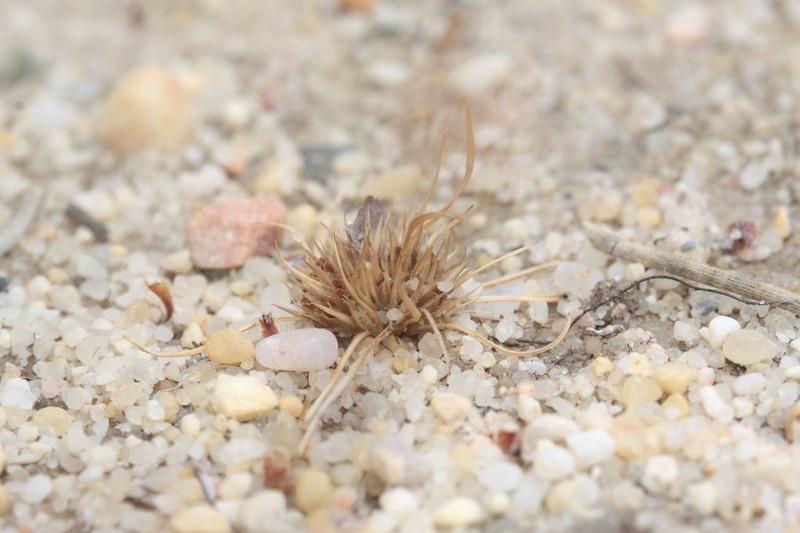 Juncus minutulus photo 3