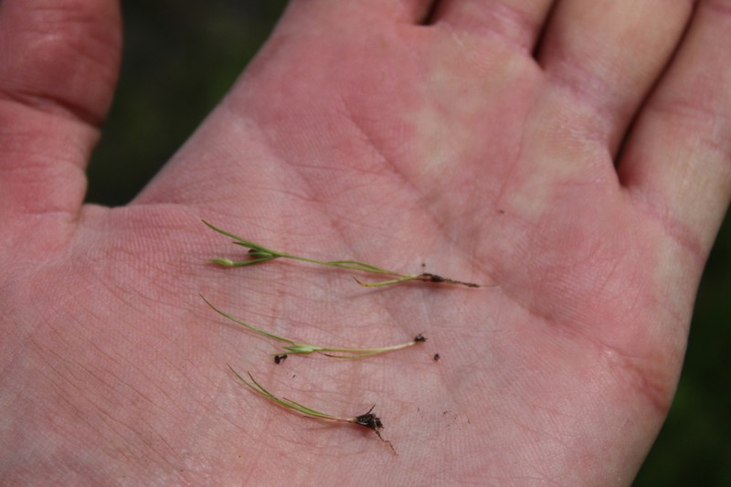 Juncus minutulus photo 4