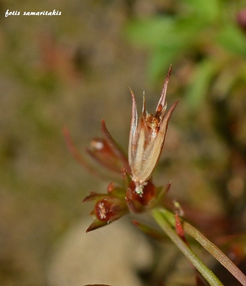 Juncus minutulus photo 5