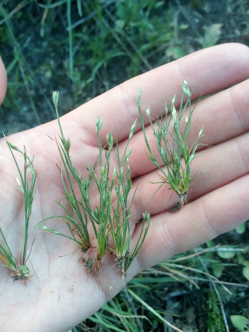 Juncus minutulus photo 6