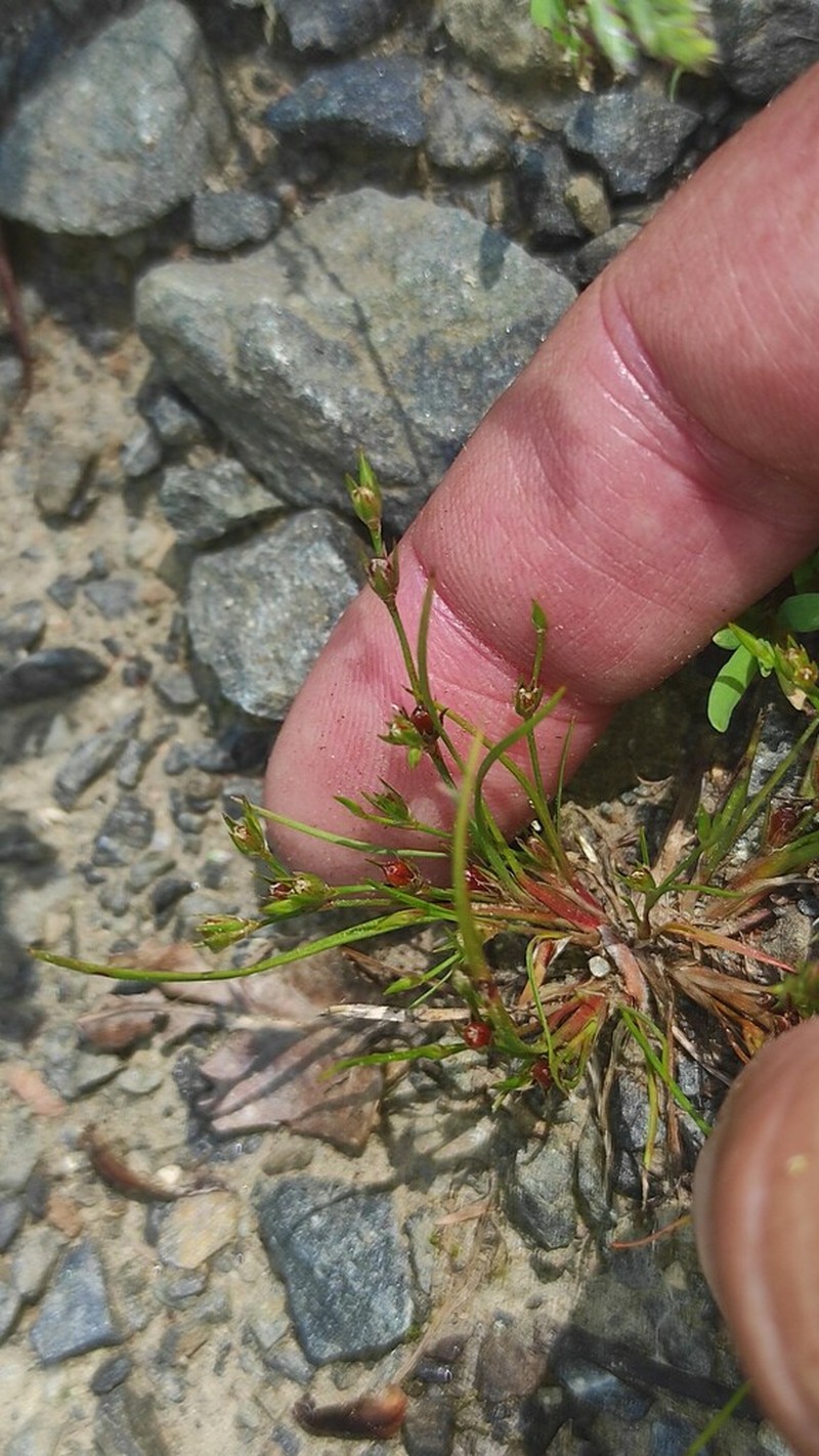 Juncus minutulus photo 7