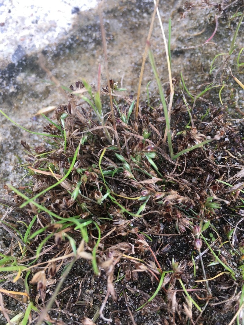 Juncus minutulus photo 8