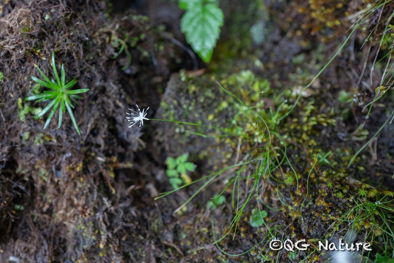 Juncus modicus