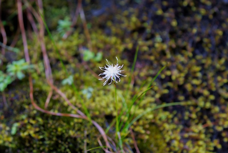 Juncus modicus photo 2