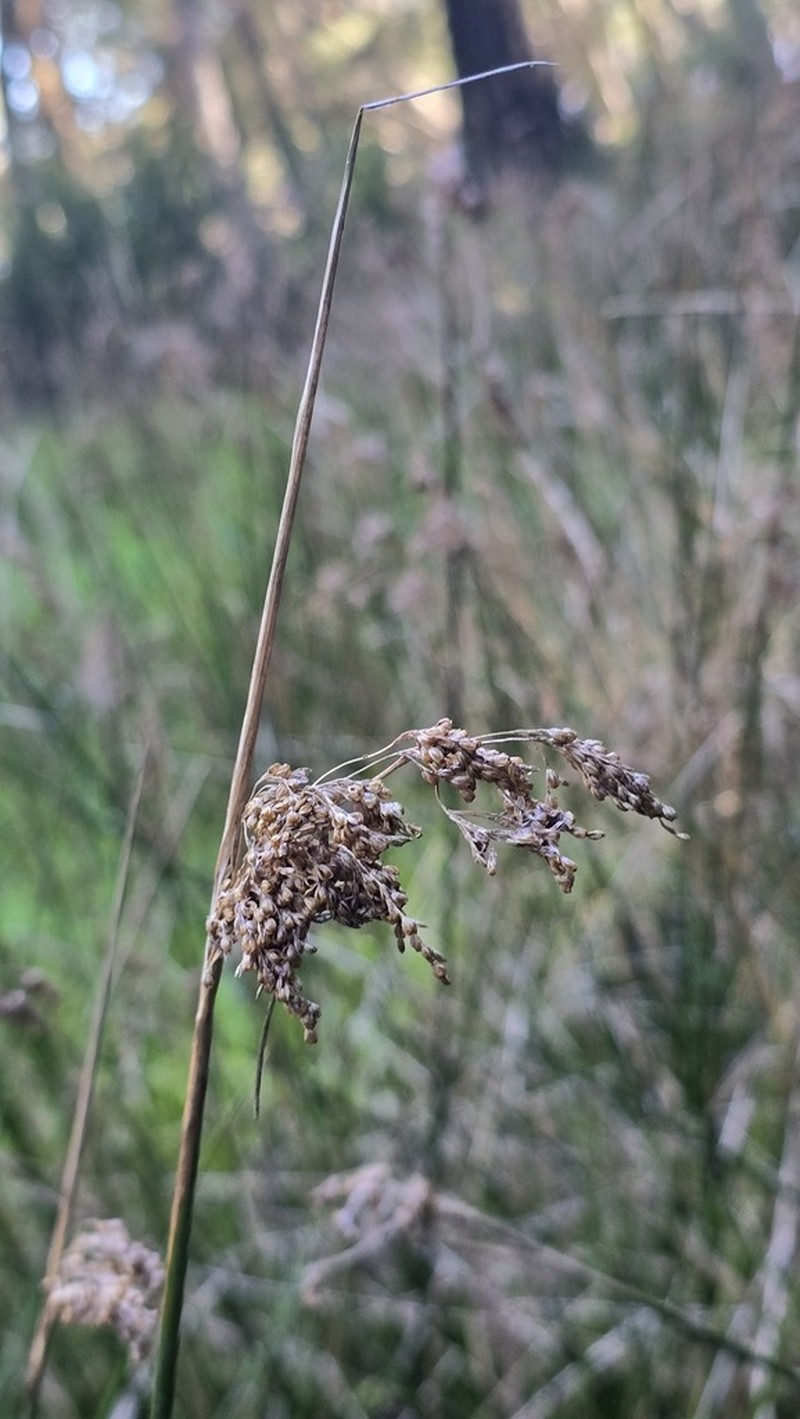 Juncus mollis photo 2