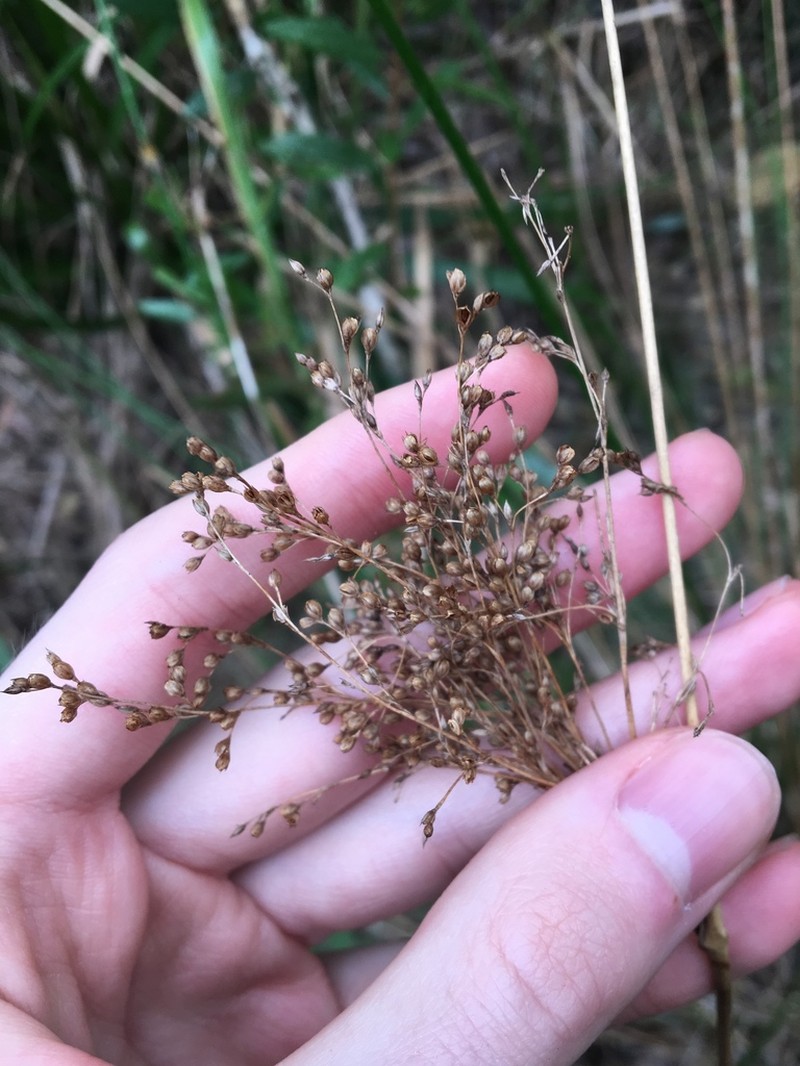 Juncus mollis photo 3