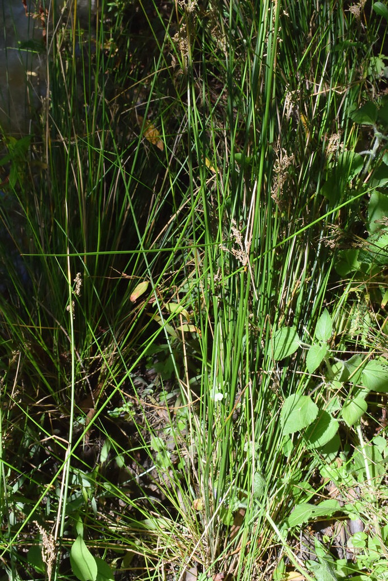 Juncus mollis photo 4