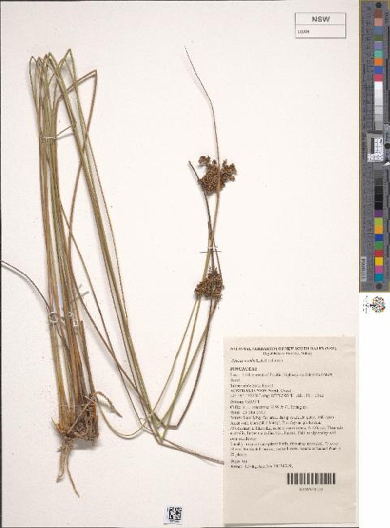 Juncus mollis photo 6