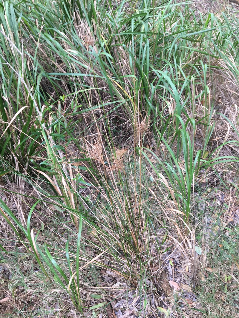 Juncus mollis