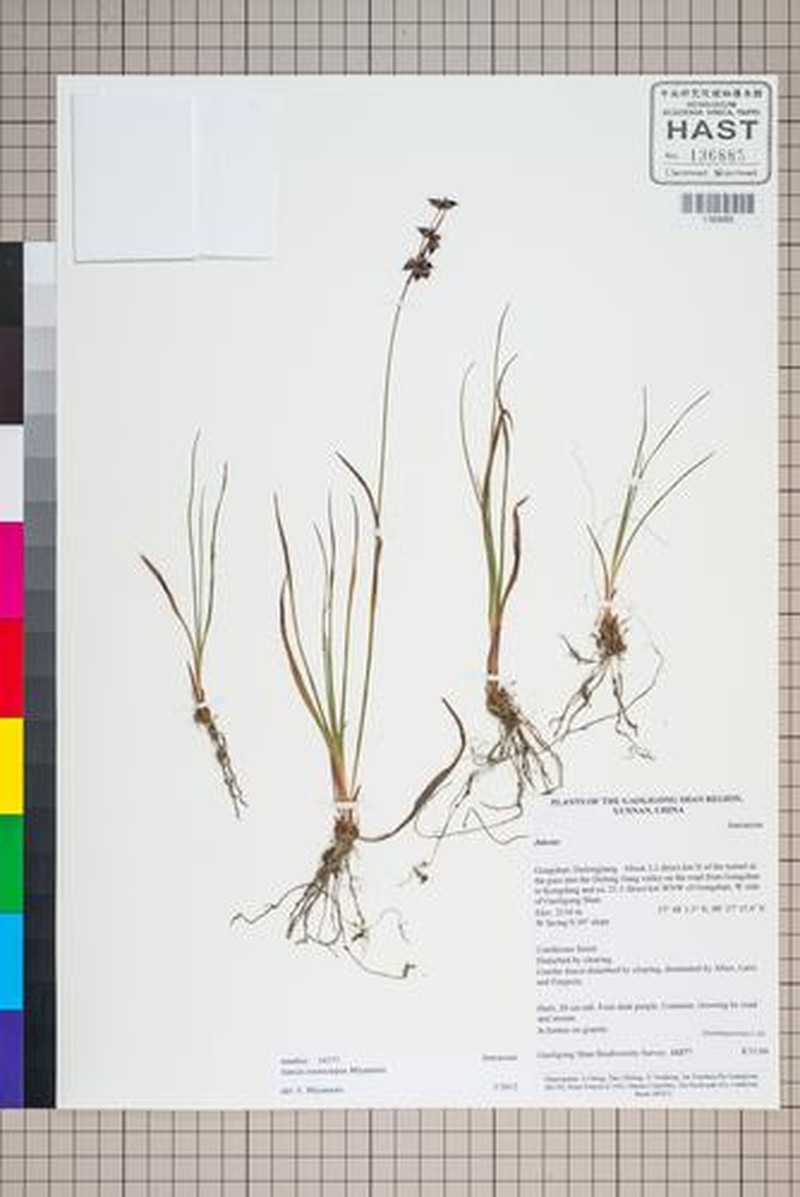 Juncus nepalicus