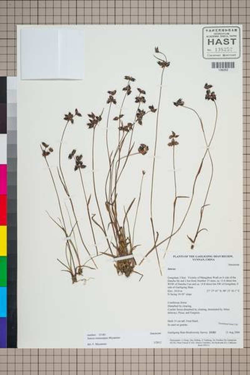 Juncus nepalicus photo 2