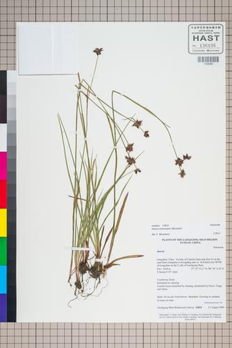 Juncus nepalicus photo 3