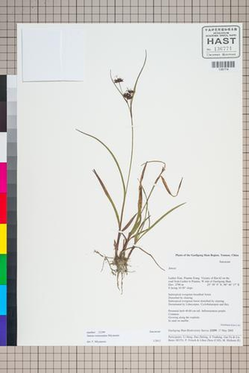 Juncus nepalicus photo 4