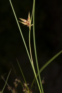 Knotted Rush