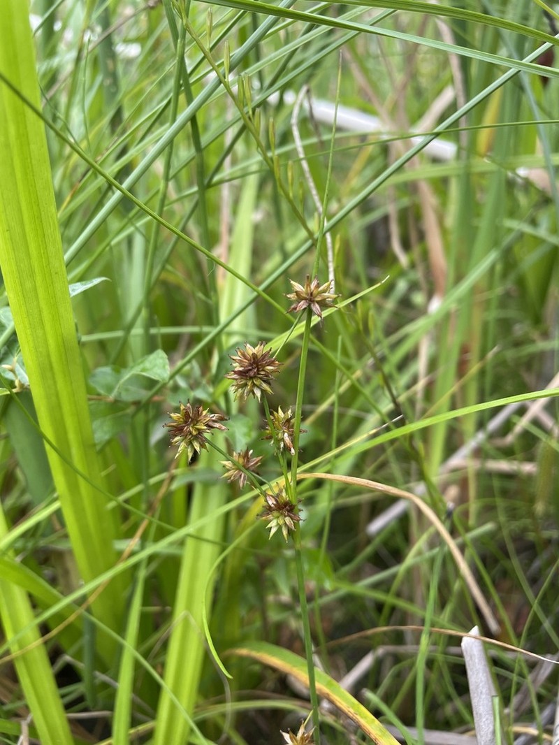 Knotted Rush photo 3