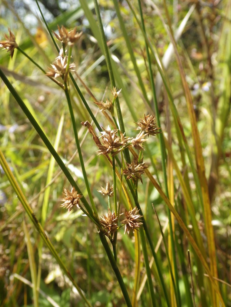Knotted Rush photo 6