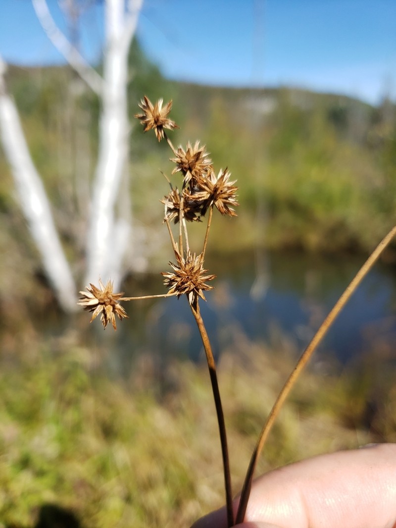 Knotted Rush photo 8
