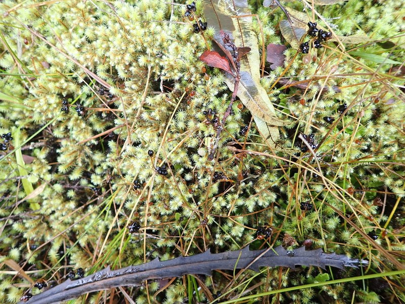 Juncus novae-zelandiae photo 2