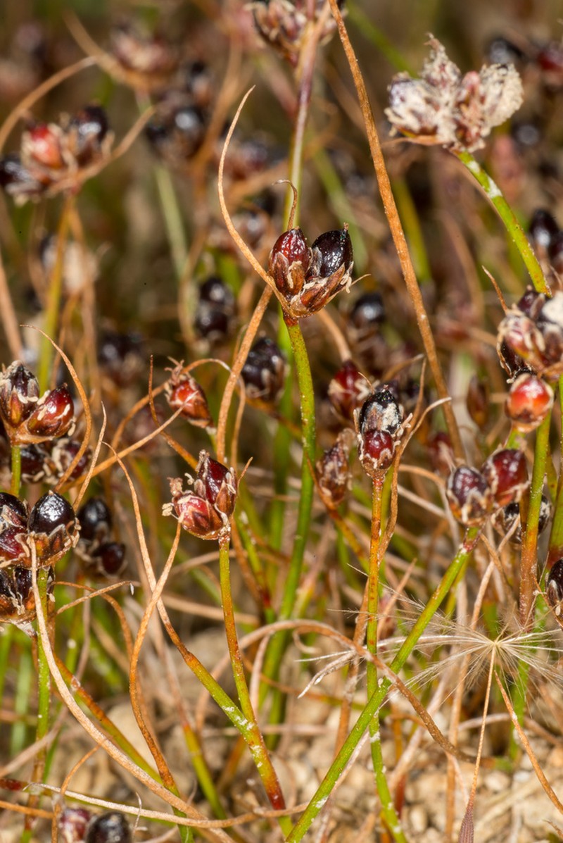 Juncus novae-zelandiae photo 3