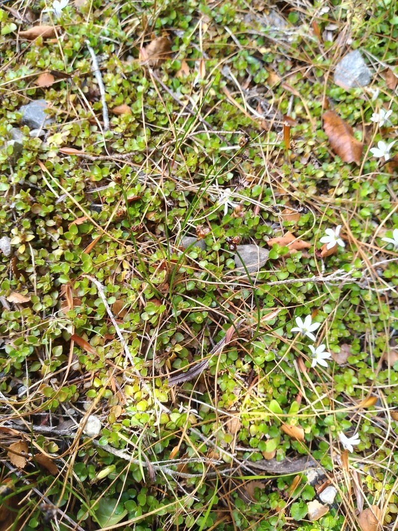 Juncus novae-zelandiae photo 4
