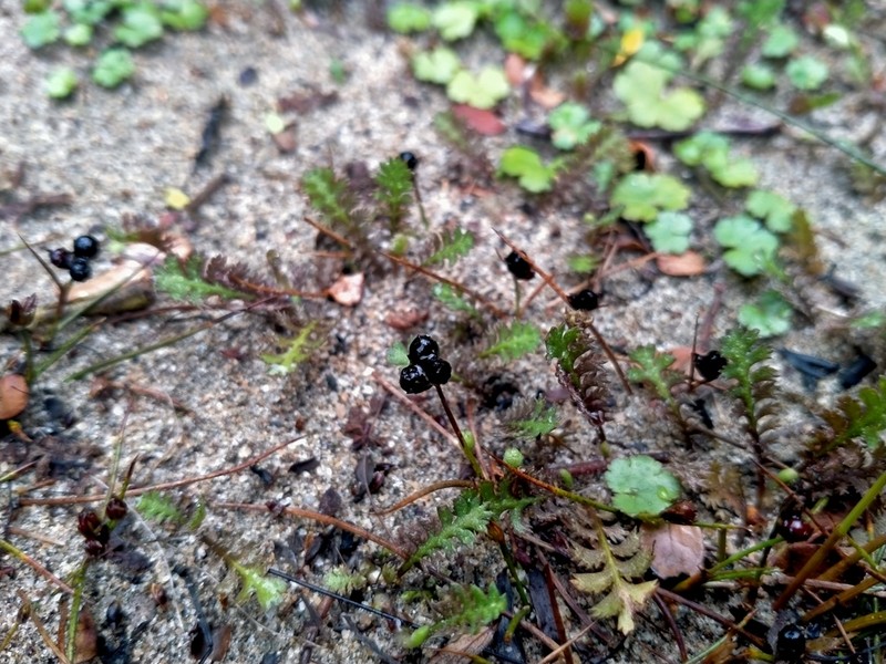 Juncus novae-zelandiae photo 5