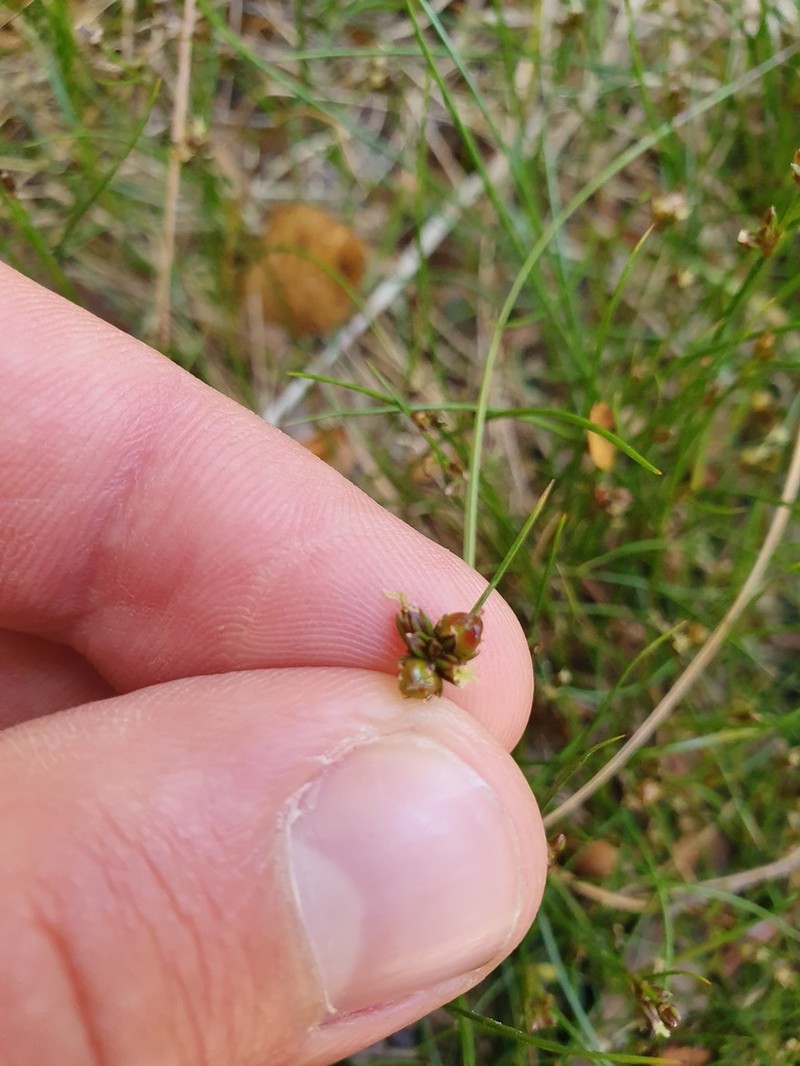 Juncus novae-zelandiae photo 6