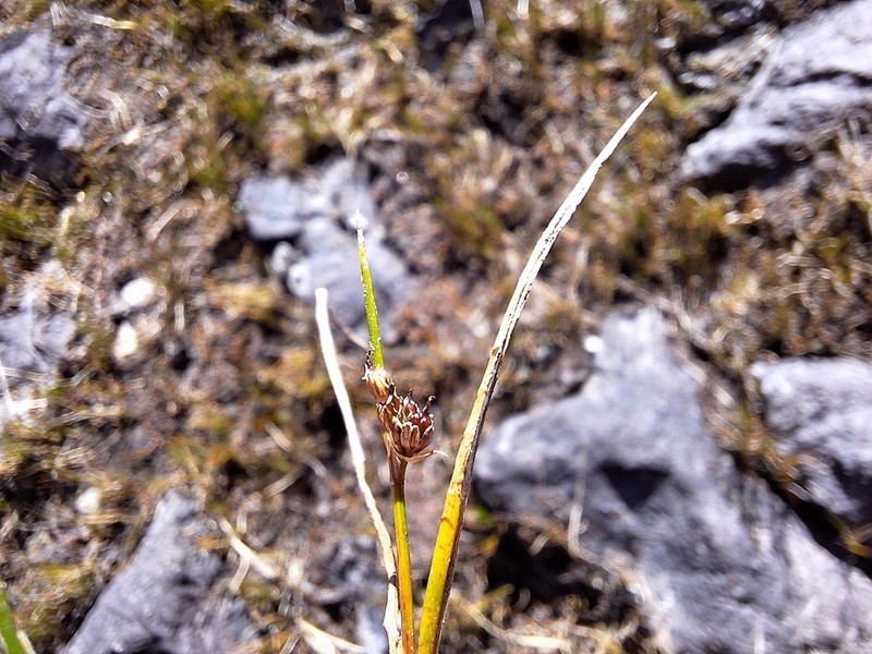 Juncus novae-zelandiae photo 7