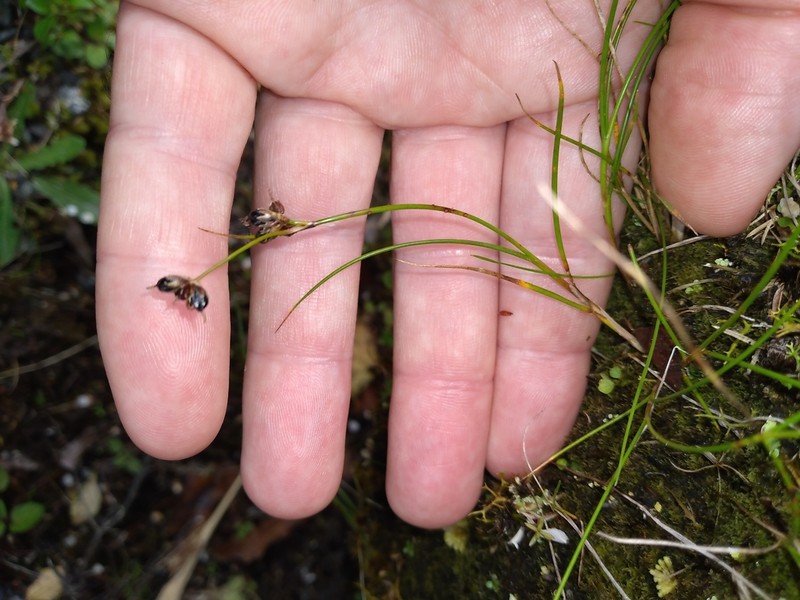 Juncus novae-zelandiae photo 8