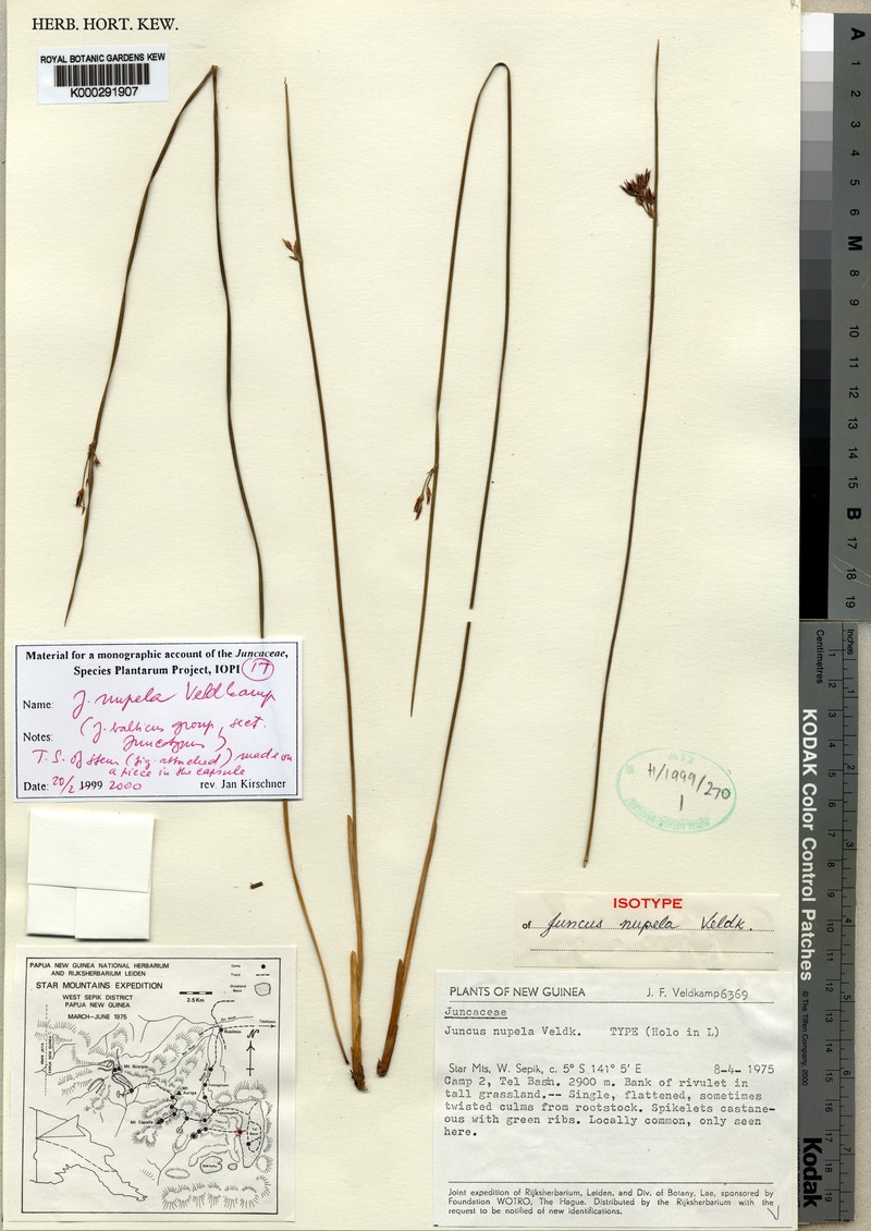Juncus nupela