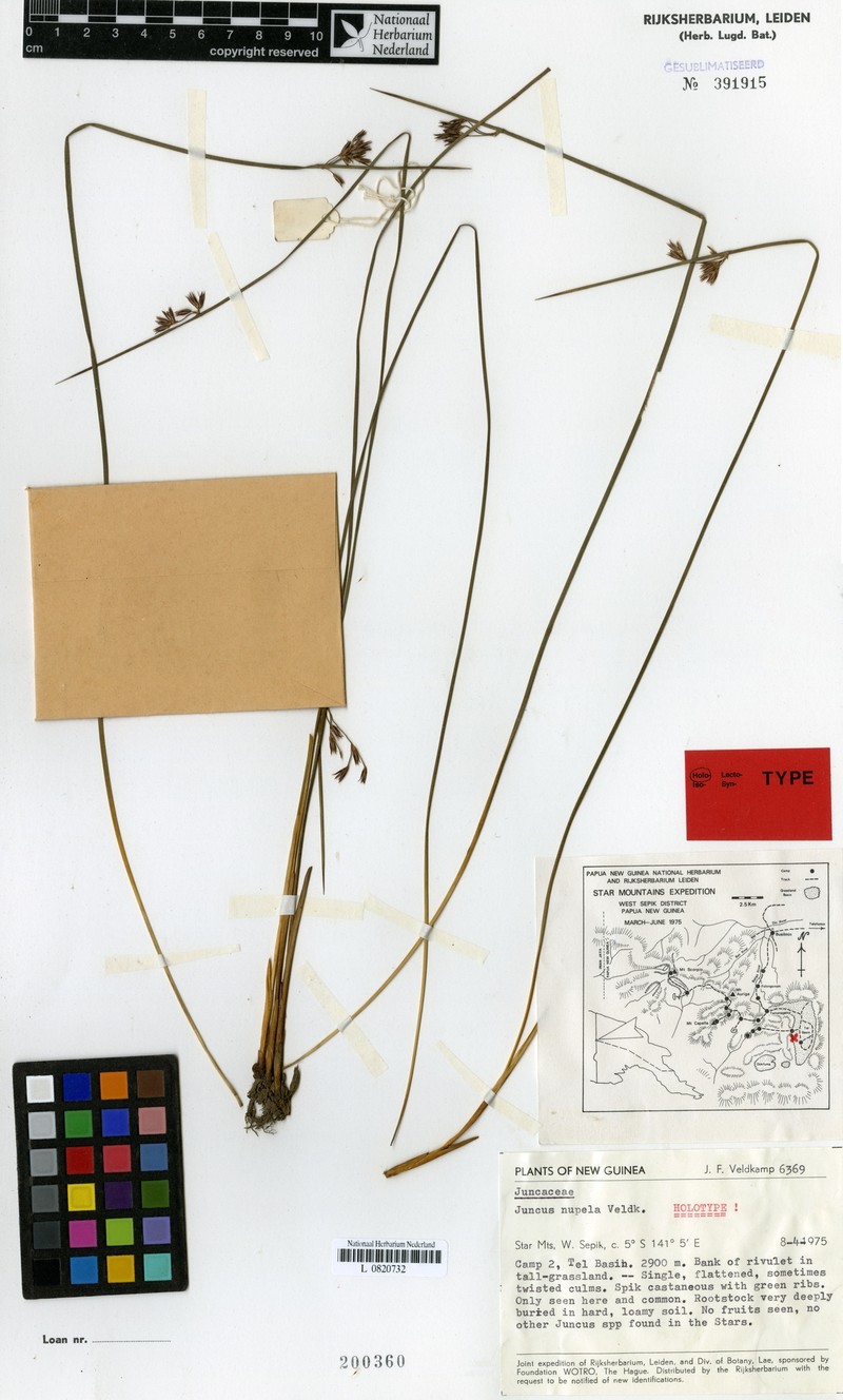 Juncus nupela photo 2