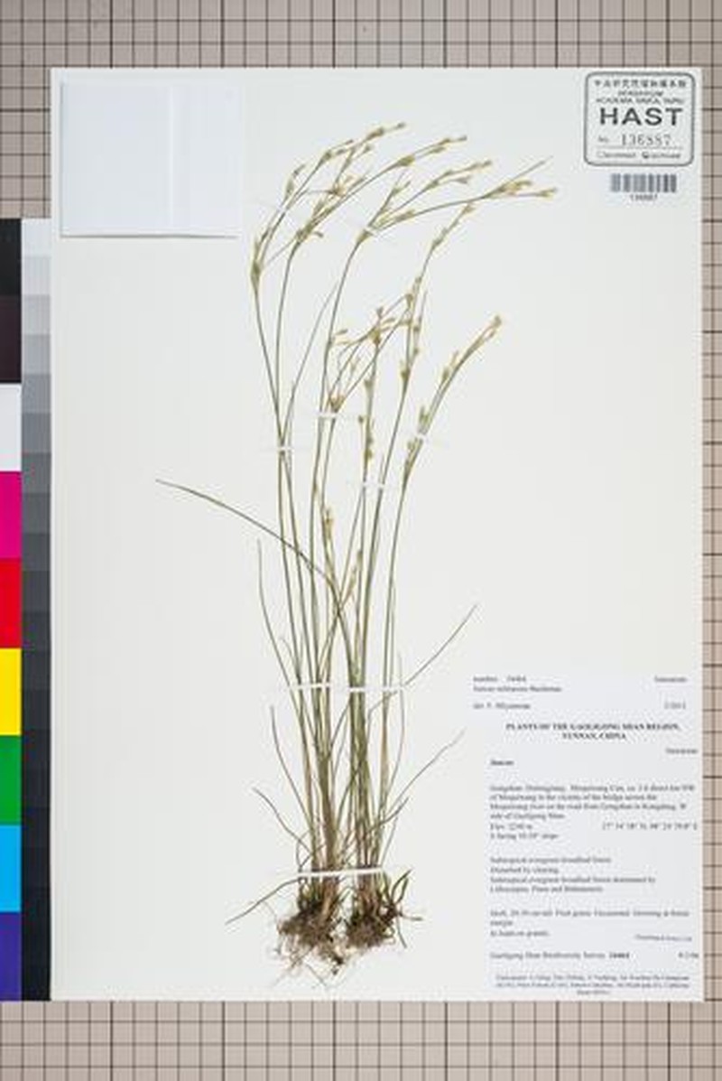 Juncus ochraceus
