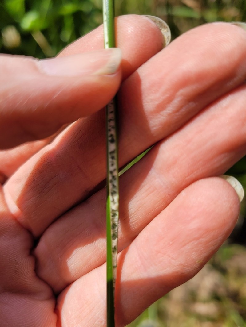 Juncus ochrocoleus photo 2