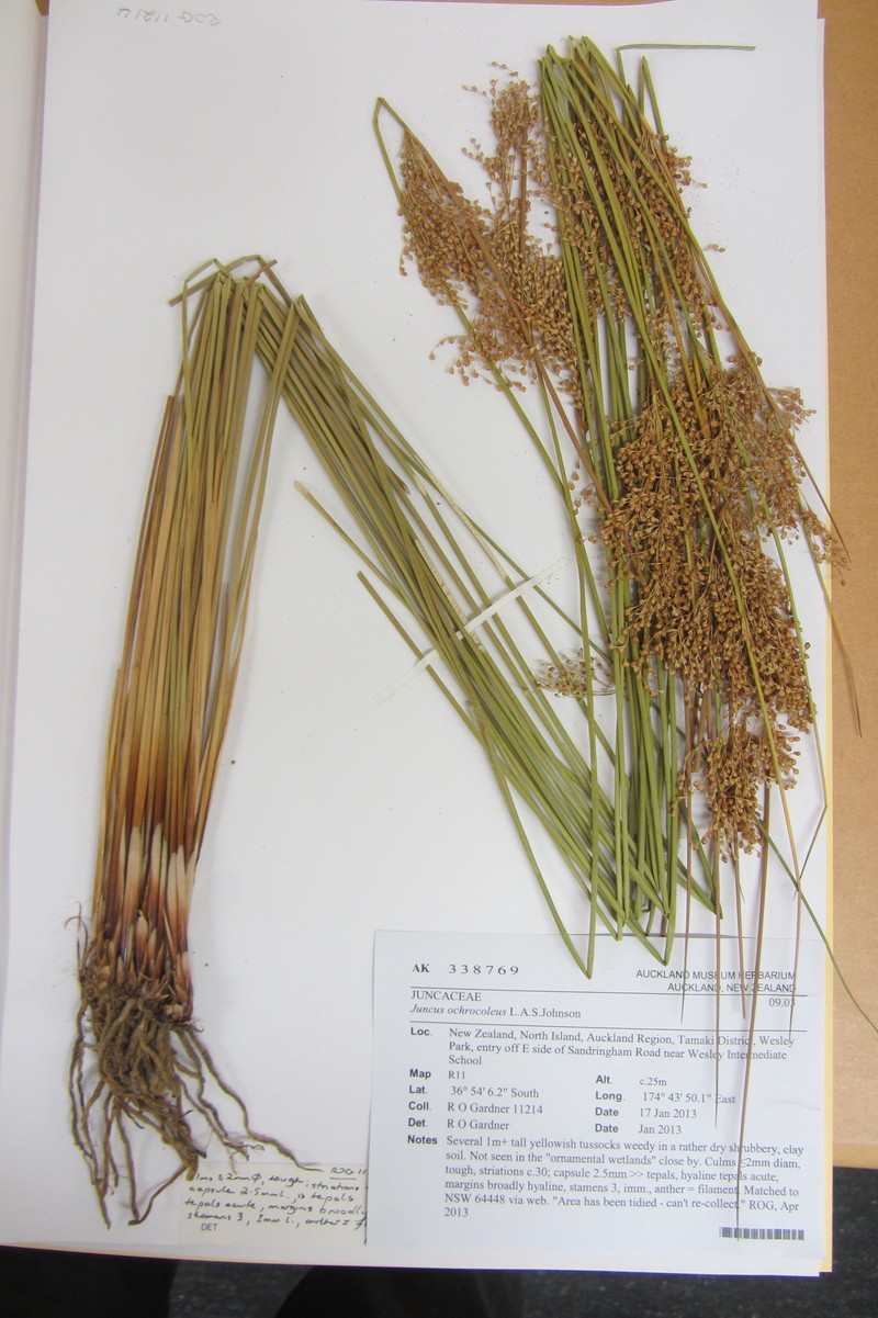 Juncus ochrocoleus