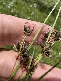 Straightleaf Rush