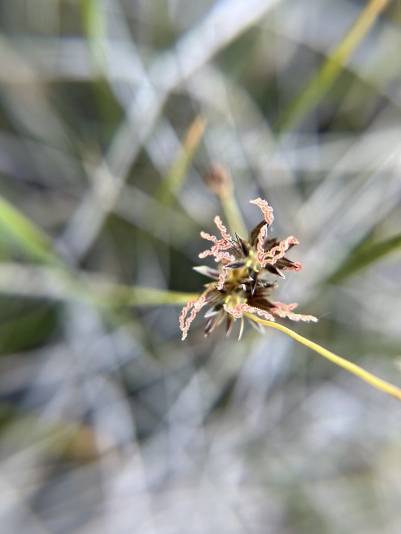 Straightleaf Rush photo 2