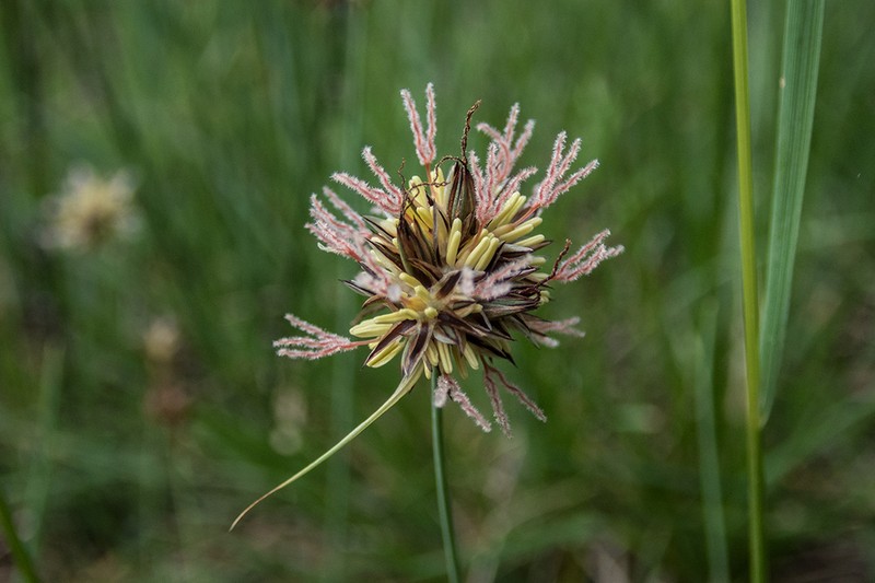 Straightleaf Rush photo 3