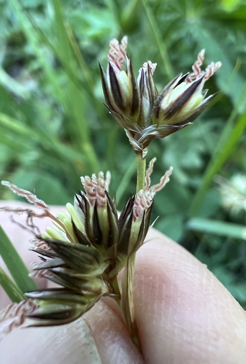 Straightleaf Rush photo 4