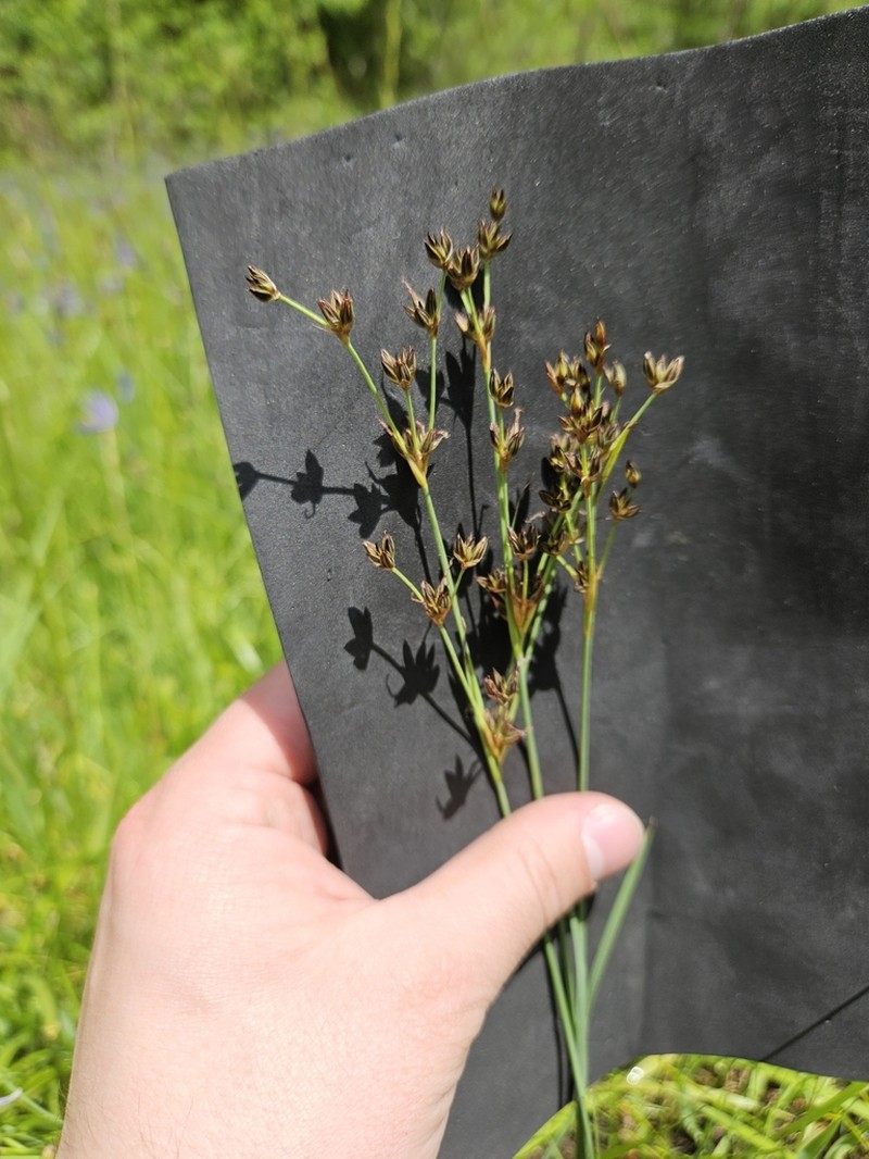Straightleaf Rush photo 6