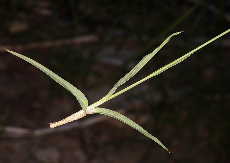 Straightleaf Rush photo 7