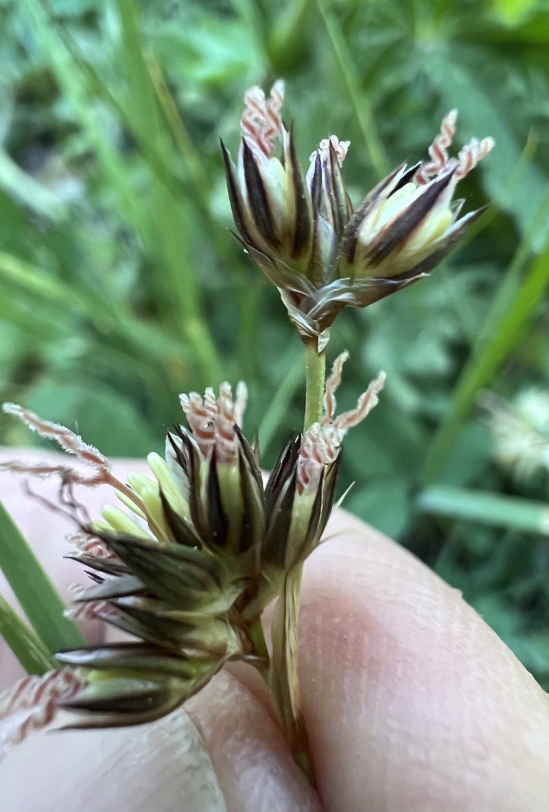 Straightleaf Rush photo 8