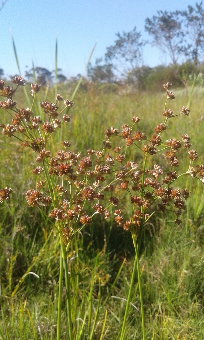 Juncus oxycarpus