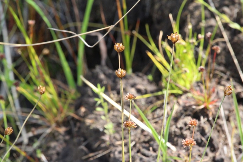 Juncus oxycarpus photo 2