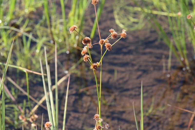 Juncus oxycarpus photo 3