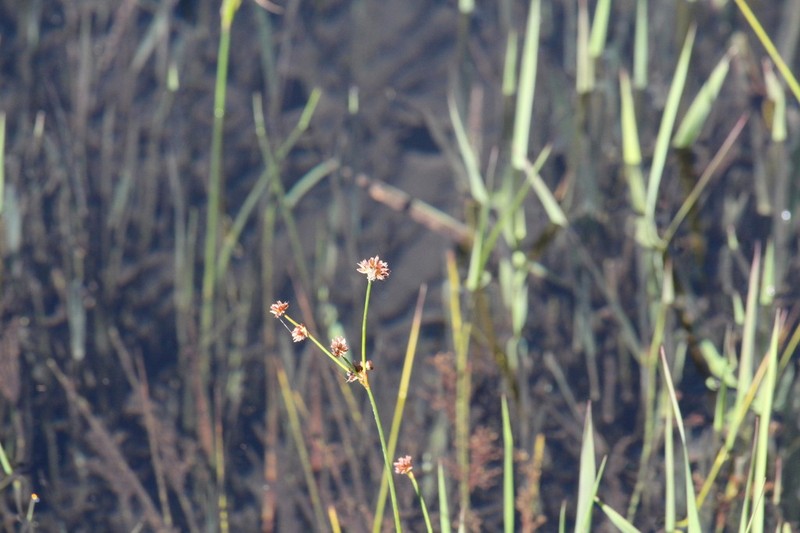 Juncus oxycarpus photo 4
