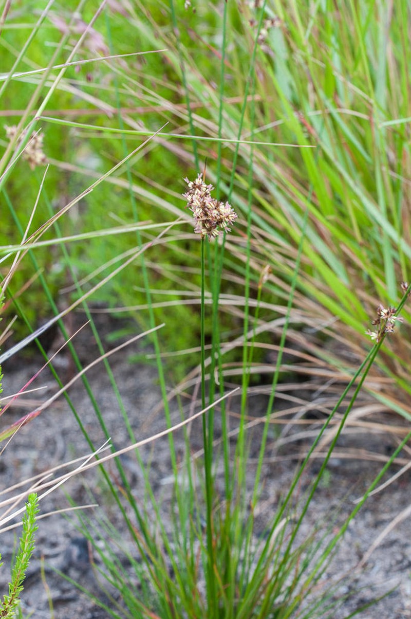 Juncus oxycarpus photo 5